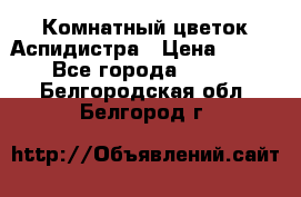 Комнатный цветок Аспидистра › Цена ­ 150 - Все города  »    . Белгородская обл.,Белгород г.